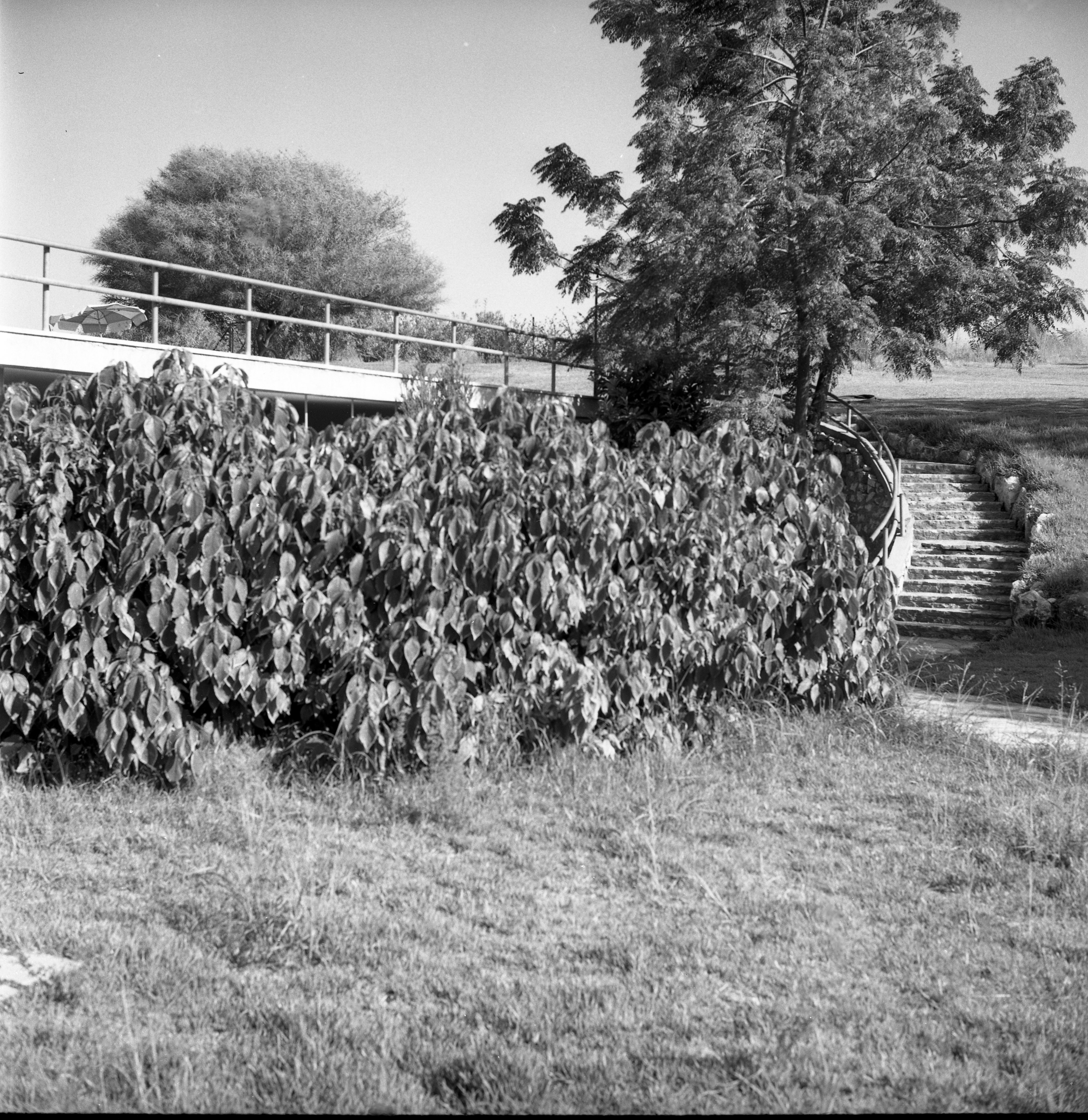  גבעת חביבה, אוגוסט; 1968