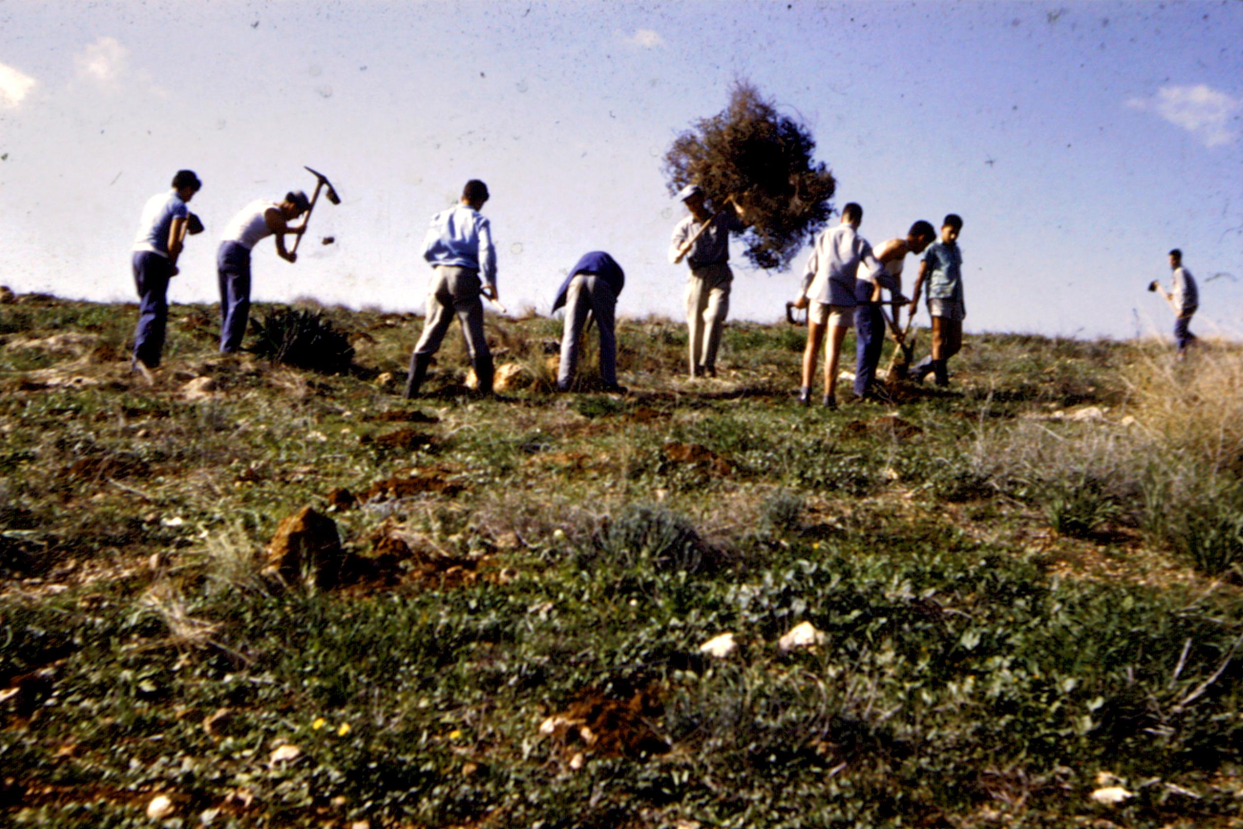 27882 - הכנותלנטיעות 63.jpg