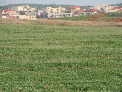 40194 - מבט על ההרחבה.jpg