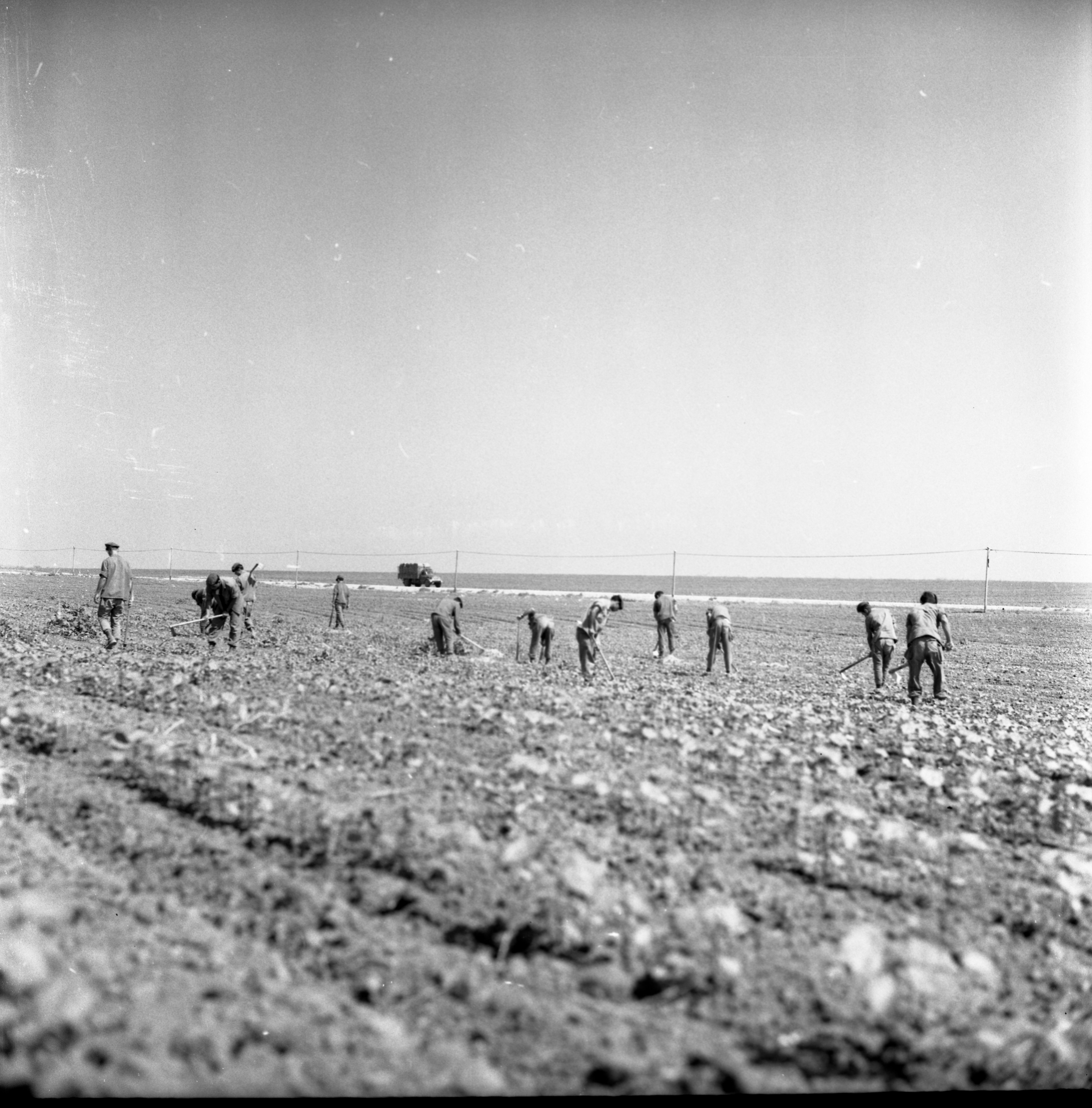  גיוס חיילים לעישוב כותנה; 1969