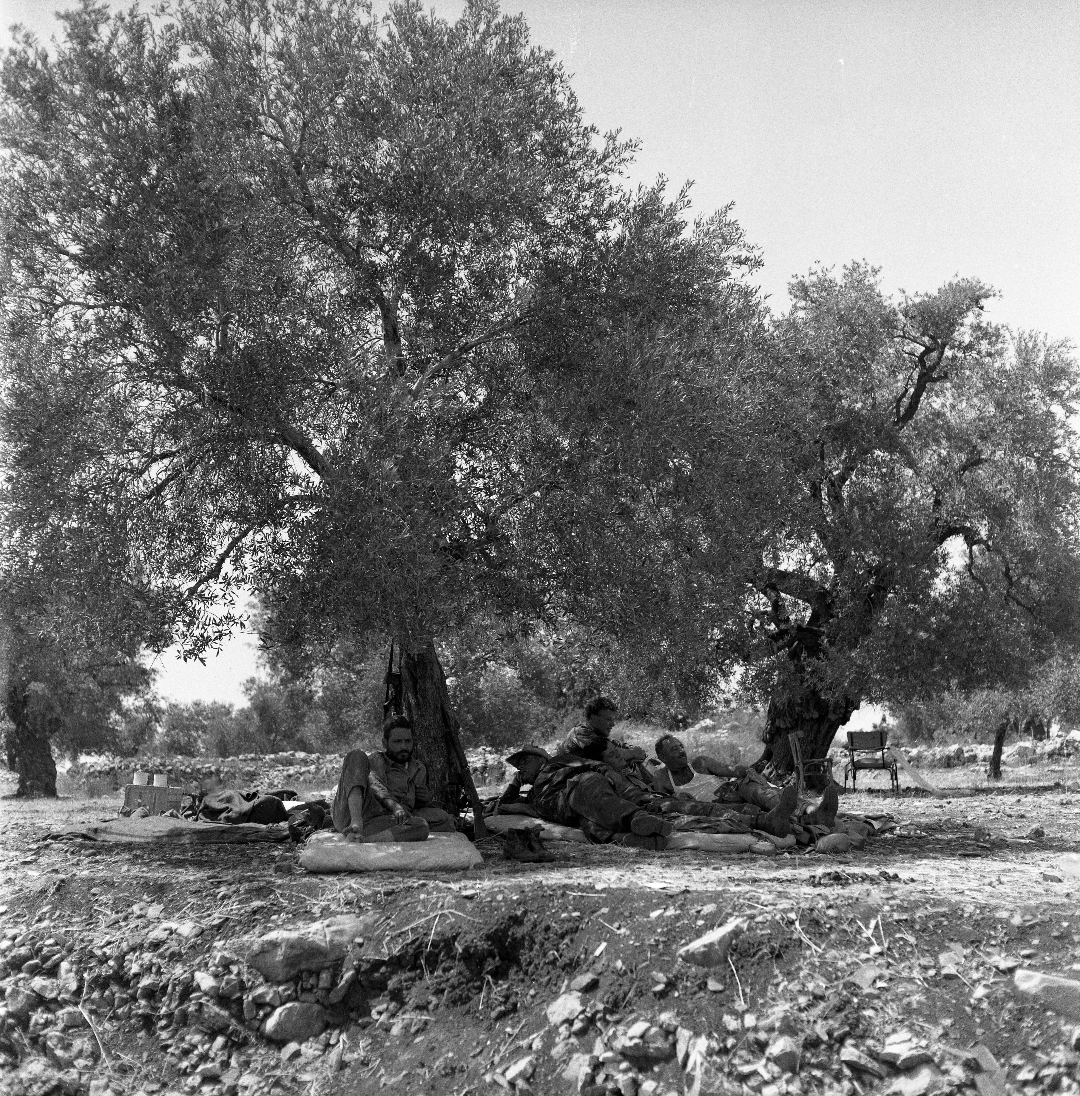  חיילי צה"ל במטע זיתים; 1968