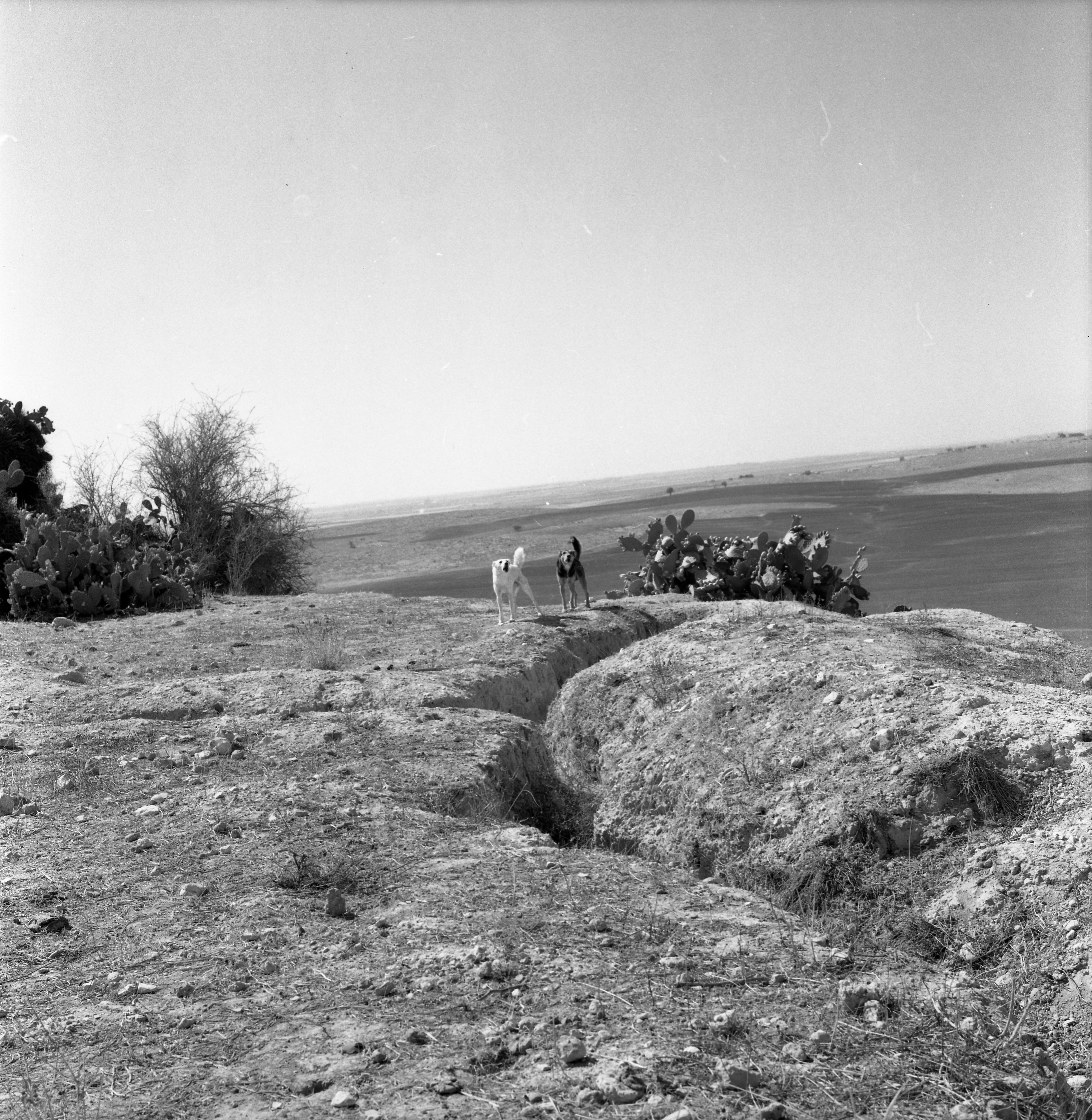  סקר ארכיאולוגי, יולי; 1960