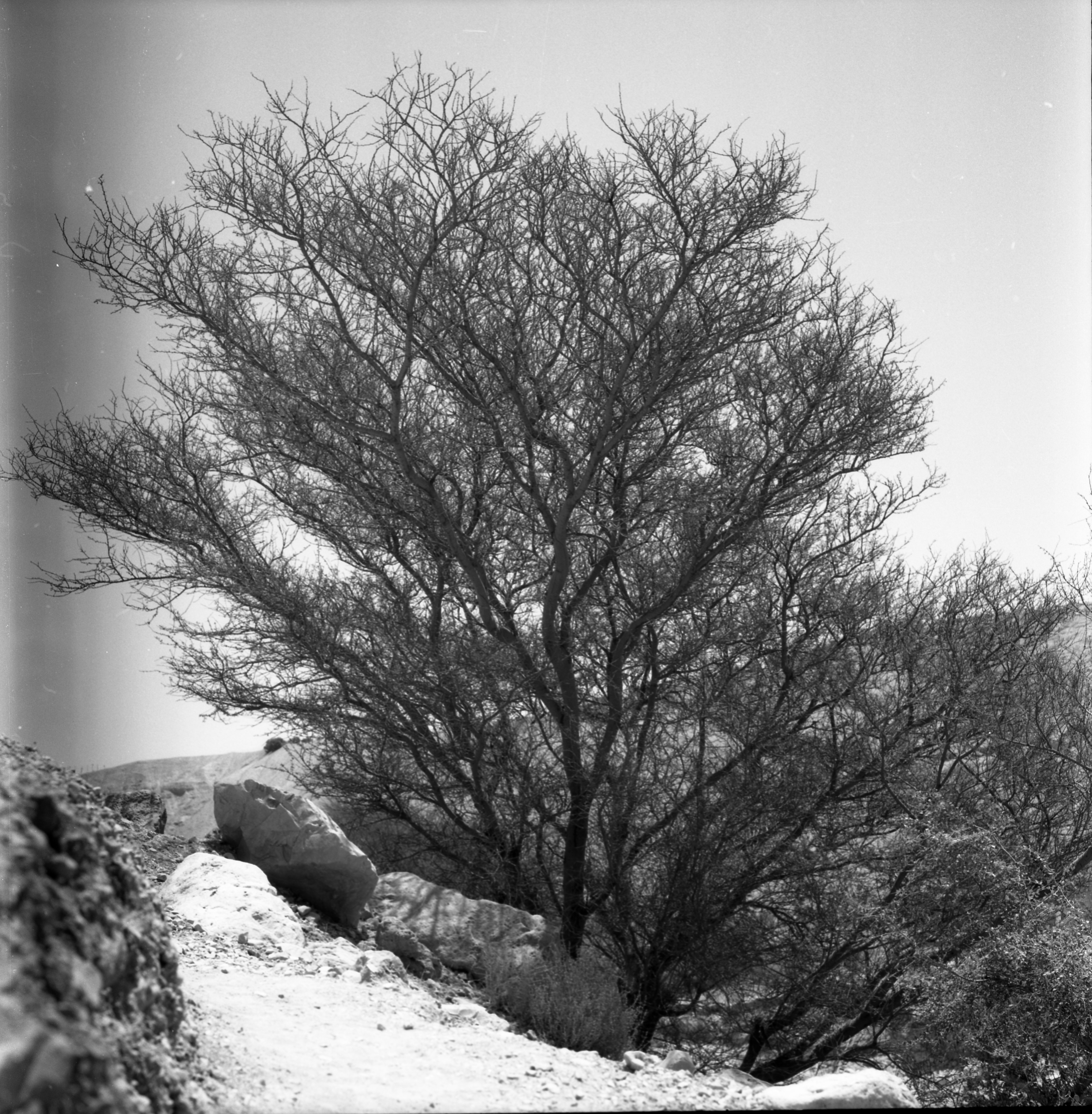  עם ציירי הקבה"א בעין- גדי; 1964