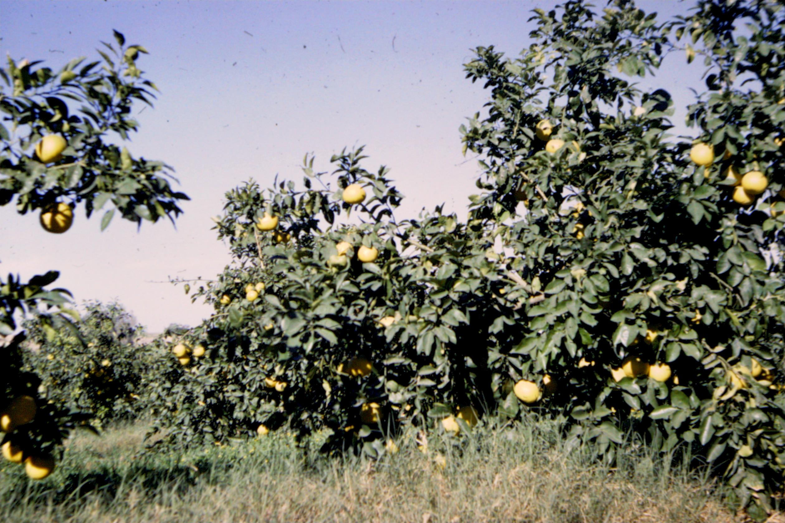 41831 - בפרדס.jpg