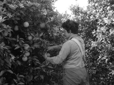  גיוס קטיף בפרדס; 1973