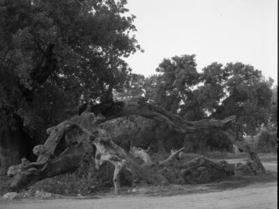  הטיול לגליל, חורשת הארבעים; 1963