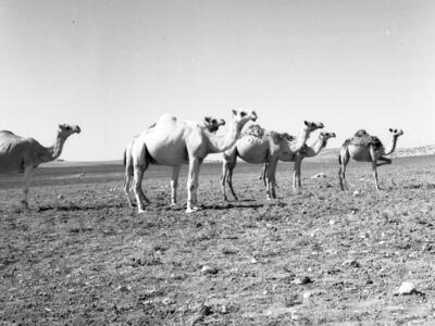  סקר ארכיאולוגי, יוני; 1960