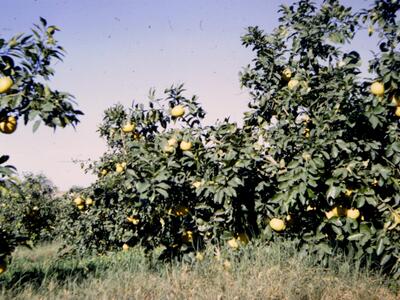 41831 - בפרדס.jpg